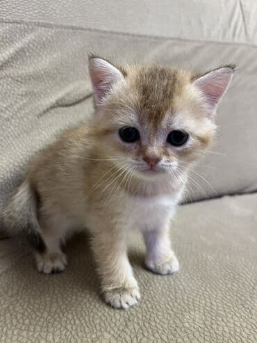 Gəmiricilər: Temiz qan shinshila balalari satilir. 15 .11.25 ilde dogulublar. yemek — 7