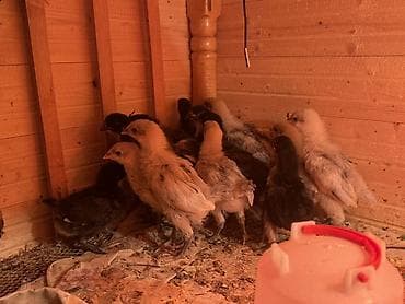 kend cuceleri: Toyuq cücələri, Ətlik — 5