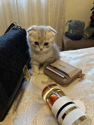 kurt sekilleri: Şotland yastı qulaq, Erkək, Yaxşı əllərə, Ünvandan götürmə, Ödənişli çatdırılma — 1