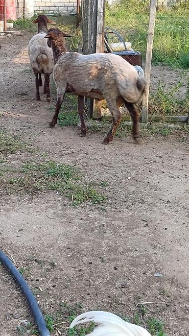 cuce yem qabi: Qurbanlıq toğlu. erkək diri cəki 10 manata satılır ünvan Binə — 4