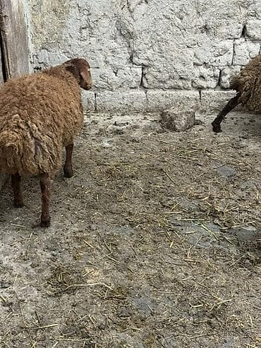 yerli keci: Qoyun sürüsü – 8 baş - Cins: ehtimalən yerli qaragül/yağılı tipli — 4