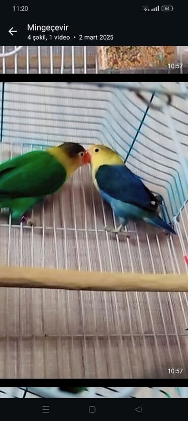 шпиц бу: Müxtəlif rənglərdə olan bu sevimli tutuquşular, evinizə sevinc və — 3