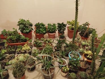 Çöl bitkiləri: Satiram hamsi 6azn — 1