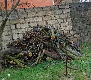 Tut agacinin kotukleri.Boyuk balaca var kim istese gelib aparsin ucuz