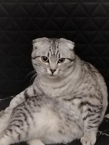 Другие животные: Шотландская, Самец — 2