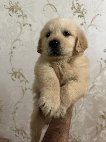 pudel satilir: Retriever, 2 ay — 1