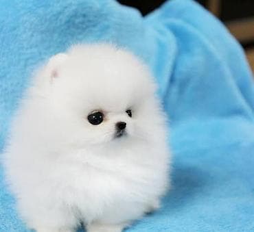 bala pitbul: Şpitz, 2 ay, Sənədli — 1