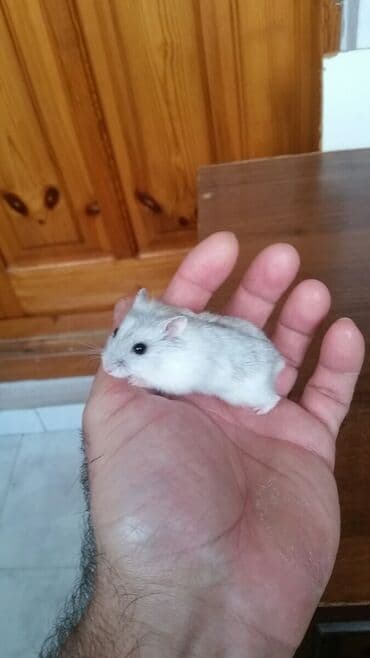 енот в баку купить: Cunqariklər dişləmirlər ələ öyrəşiblər sağlamdılar Zoo maqazin deyil — 7