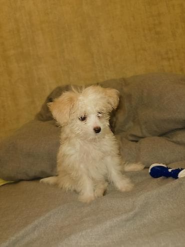 bakida it barinagi: Malta bolonka, 3 ay, Dişi — 1