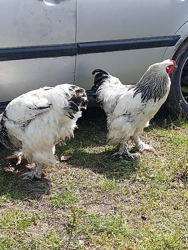 pitbull qiymetleri: 3 dənə xoruzdu Heç 1 yaşları yoxdu 2 si təzə banlamağa başlayıb biri — 2