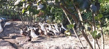 ən gözəl it adları: Satılır: ördək sürüsü - Növ: qarışıq yumurtalı/ətlik yerli ördəklər — 1