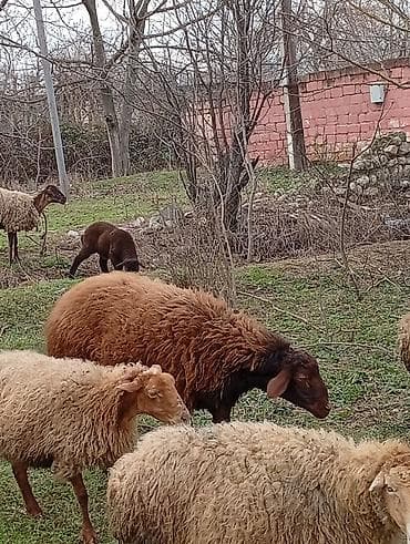 Mal-qara: Salam əkiz balalar hər ikisi dişidir.tək bala olan erkəkdir.hər 3 — 7