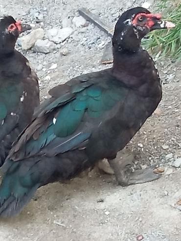 lal ördək: Musk ördəkləri (qara-yaşıl parıltılı lələklər, qırmızı üz — 5