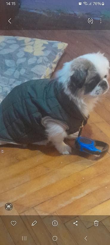 quru cörek: Pekines, 10 ay, Peyvəndli — 10