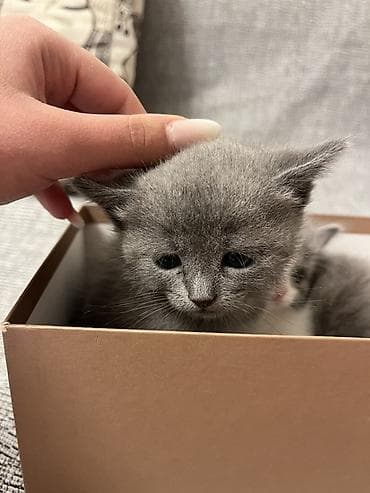 pişik pişik: Britan, Yaxşı əllərə, Ünvandan götürmə — 2