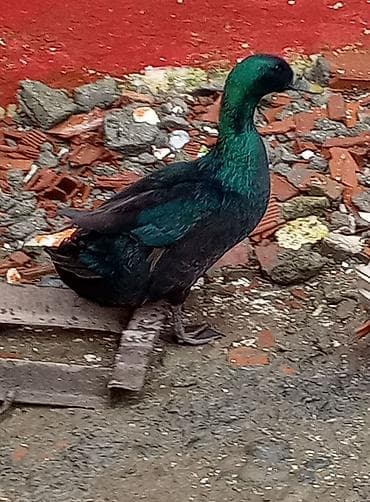 qaz satilir: Satışda – ördəklər kayuqa Xüsusiyyətlər: - Rənglər: parlaq — 4