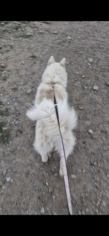 Xaski, 9 ay, Erkek, Peyvəndli, Ünvandan götürmə