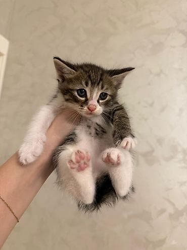 cutlesme pisik: Tabbi, Erkək, Dişi, Yaxşı əllərə, Ünvandan götürmə, Pulsuz çatdırılma — 6