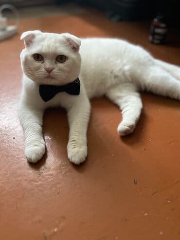 lal ordək balasi: Britan, Erkək, Ünvandan götürmə — 4