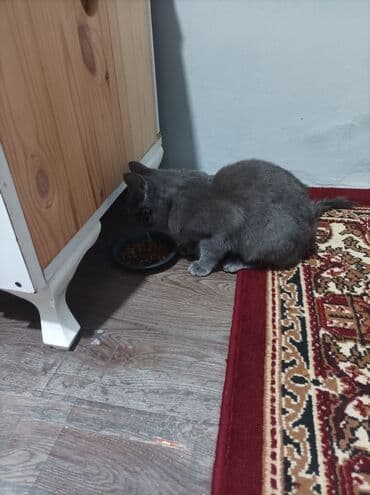 русская голубая кошка цена: Rus mavi, Yaxşı əllərə — 7