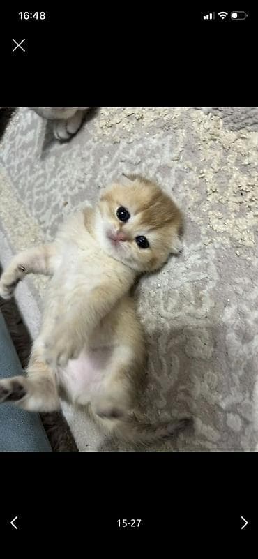 bala pişiklər: Şotland — 8