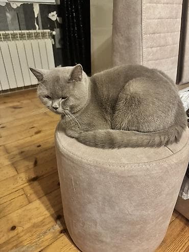 cins pisikler: Britan — 4