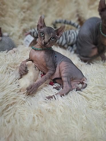 Sfinks, Erkək, Ünvandan götürmə — 7