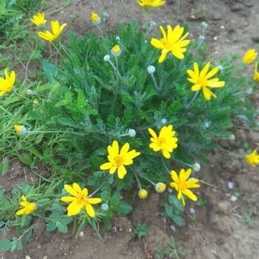 gul toxumlari: Həyət gülleri. 90növ çesid var! — 10