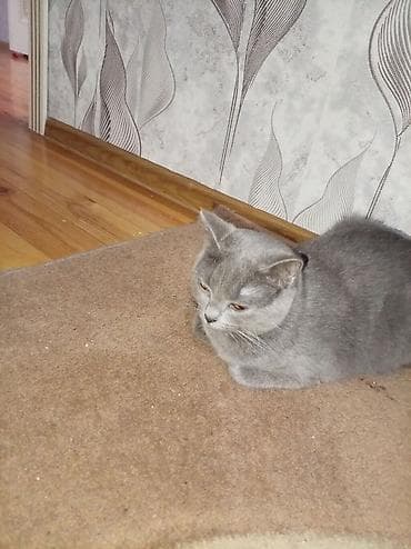 Britan, Dişi, Ünvandan götürmə