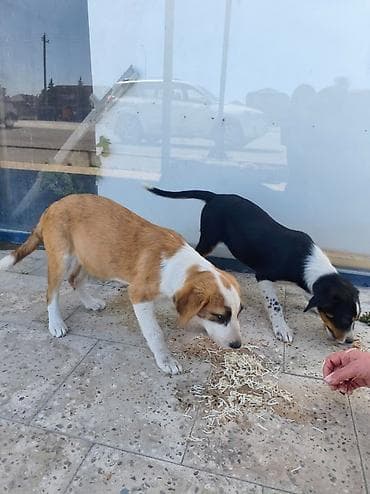 husky balası: Pulsuz çatdırılma, Rayonlara çatdırılma — 1
