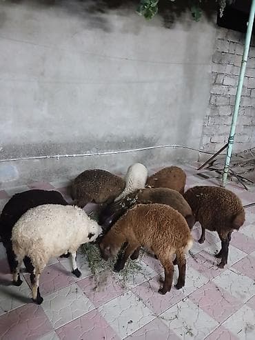 erkək quzular: 9 baş tam sağlam quzular satılır erkeydə var dişidə var qiymətlər — 8