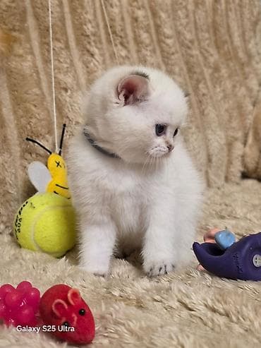 Кошки: Британская — 5