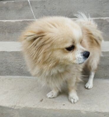 coban itləri: Şpitz, 8 ay — 2