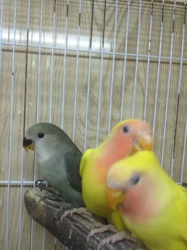 кольчатый попугай цена: Tutuquşu popuqay fişer . Fişer 40 AZN biri . Sarılar 35 biri — 4