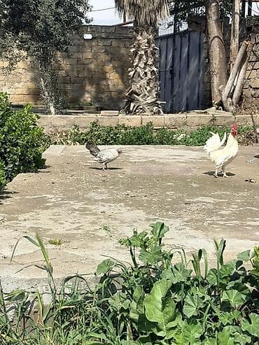 firəng toyuğu: Toyuq, Damazlıq — 1