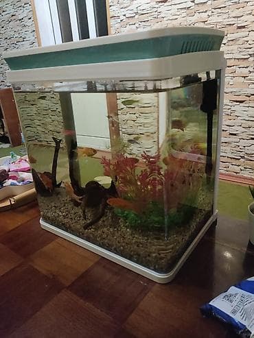 hava matoru: Akvaryum seti – şık kvadrat dizaynlı, ağ rəngli qapaq və alt baza ilə — 3