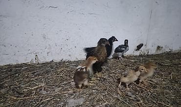 cucə balası: Toyuq cücələri, Damazlıq — 3