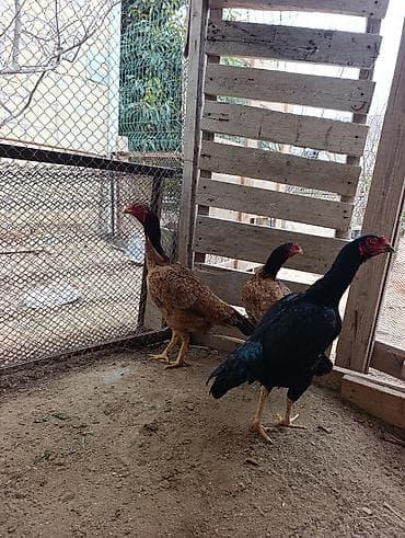 Keçilər, çəpişlər: Toyuq, Damazlıq — 3