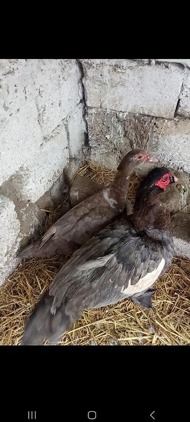 Muscovy ördəkləri (indiye qədər “hind ördəyi” kimi tanınır) satılır