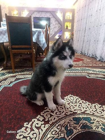 satdiq danalar: MALAMUT cinsi satilir bala cox saglamdi 3 ayliqdi senedleri verilir — 3