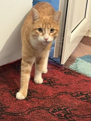 ucuz ev itləri: Tabbi, Erkək, Yaxşı əllərə, Ünvandan götürmə — 4