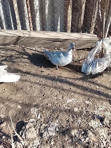 ordek sekilleri: Salam heyvanlar kom satilir 5feredi 1de erkey yumurtaya hazir — 7