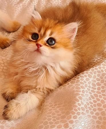 pişim: Britan — 6