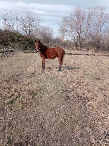azerbaycanca pişik adlari: Qırmızı-kəhvəyi rəngli at - Növ: yerli iş/Minik atı - Rəng — 4