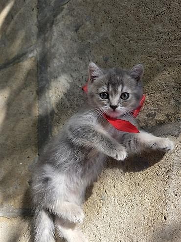 Şotland yastı qulaq, Dişi, Ödənişli çatdırılma