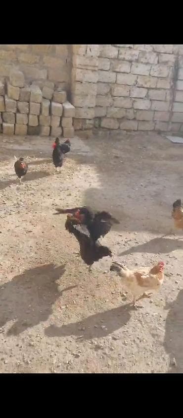 Toyuq, Ətlik lalafo.az -da Toyuq, Ətlik