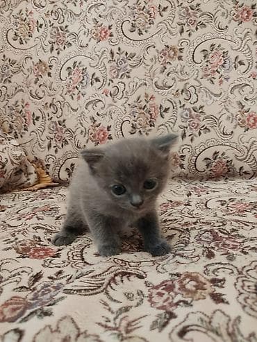 heyvanlar: Britaniya cins pişiyi - Zərif, tükü qısa və ipək kimi boz rəngdə - — 3