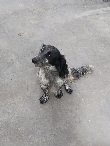 cau cau iti satilir: Koker spaniyel, 2 il, Dişi, Ünvandan götürmə — 3