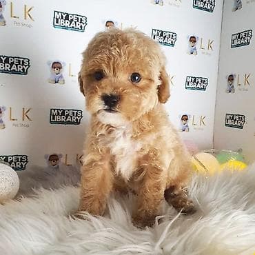 kanqal balalari: Pudel, 2 ay, Erkek, Peyvəndli, Ödənişli çatdırılma — 2