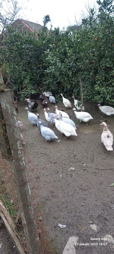 1 aylık doberman: Məhsul: Hind toyuqları – Qvineya quşları (keçilər) Təsvir: - Təbii — 1